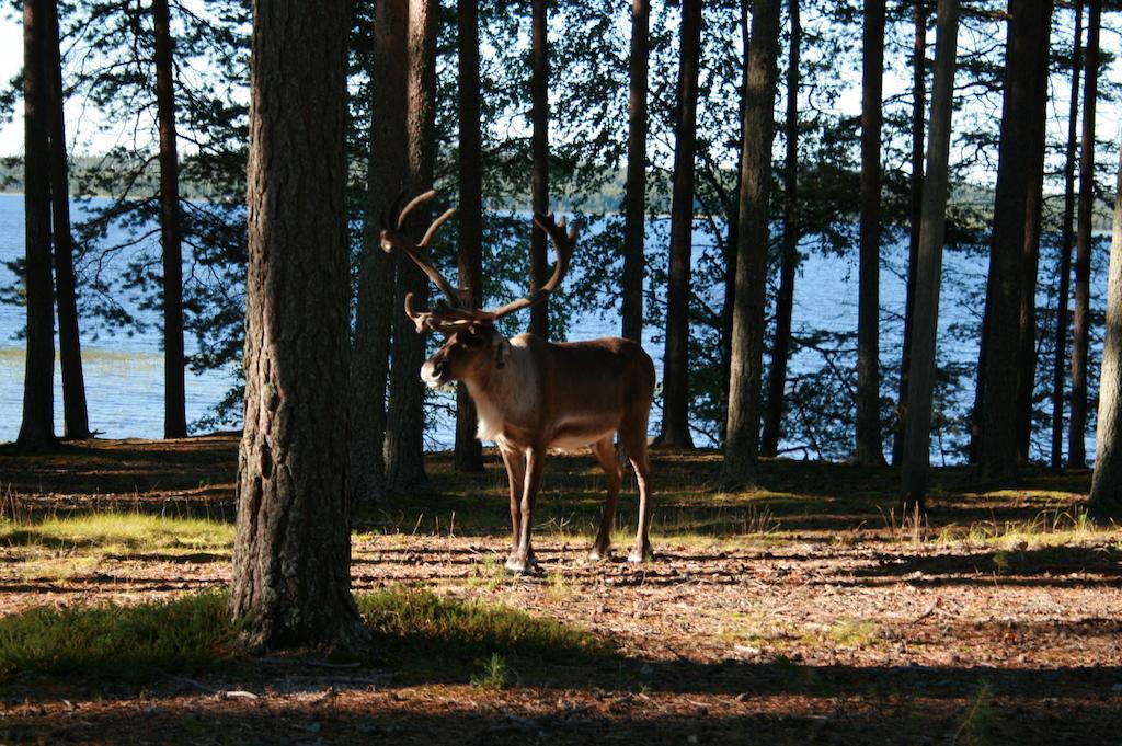 Hotel Lohijaerven Eraekeskus Lohijärvi Esterno foto